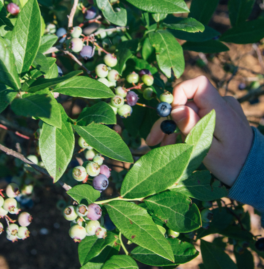 Image of Thunderbird Berry Farm Trip