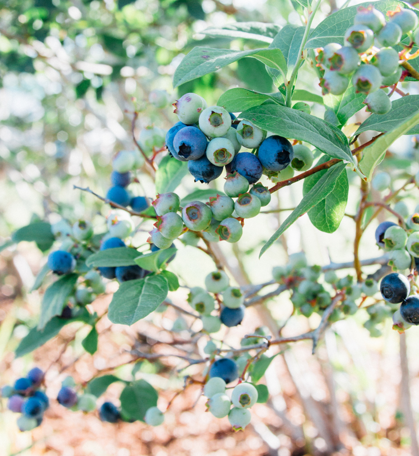 Image of Thunderbird Berry Farm, Tulsa by Ashley Lauren Design Studio