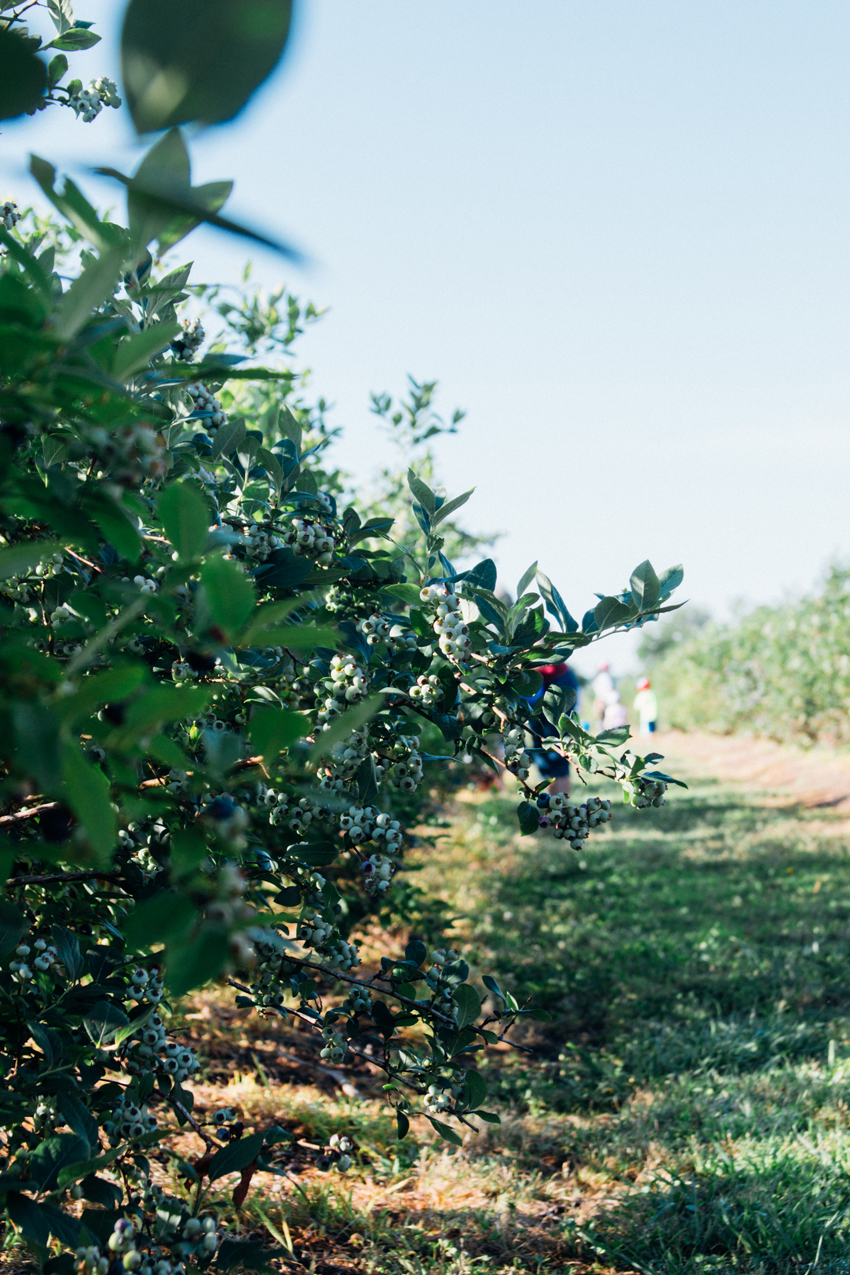 Image of Thunderbird Berry Farm, Tulsa by Ashley Lauren Design Studio