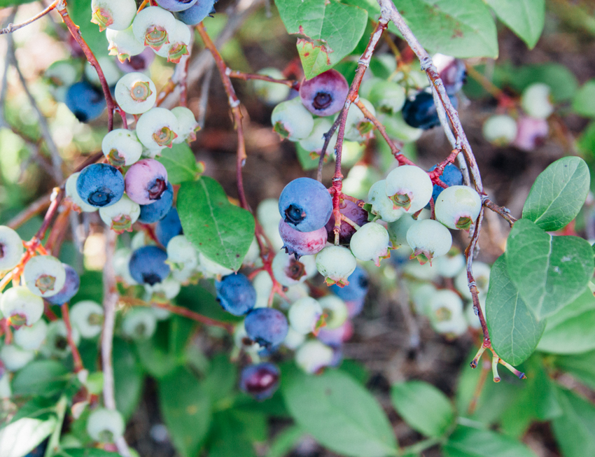 Image of Thunderbird Berry Farm Trip