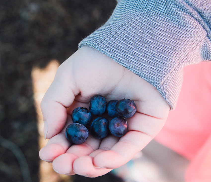 Image of Thunderbird Berry Farm Trip