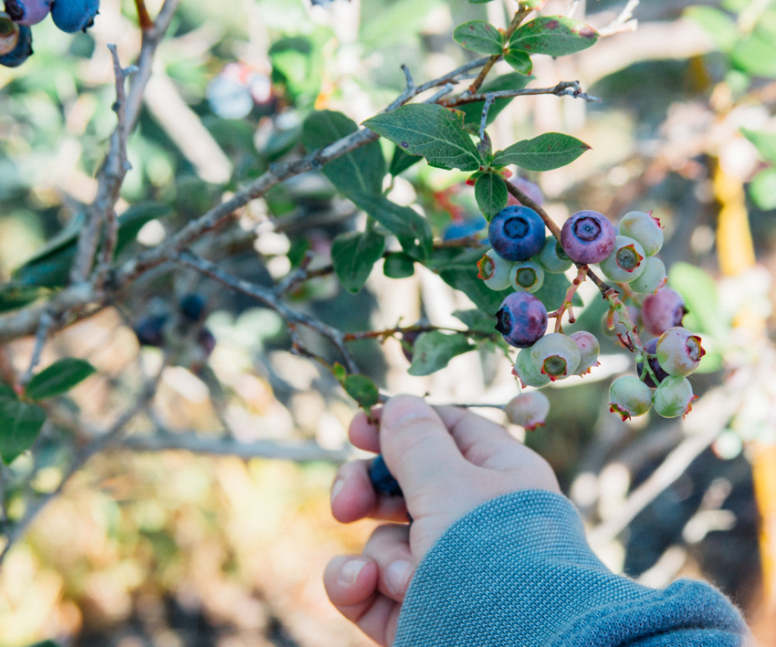 Image of Thunderbird Berry Farm Trip