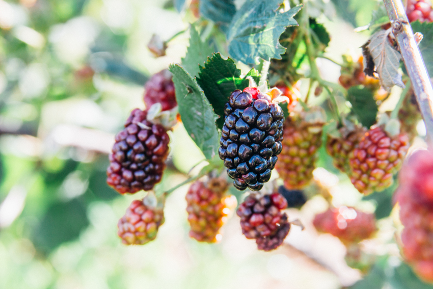 Image of Thunderbird Berry Farm Trip