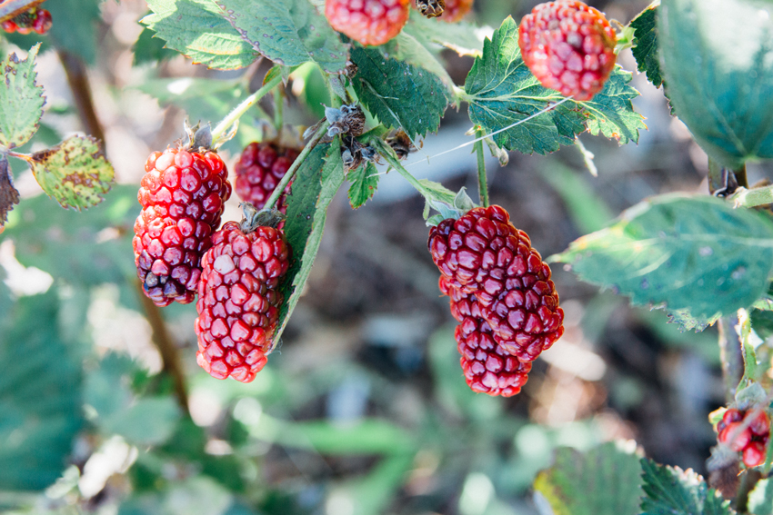 Image of Thunderbird Berry Farm Trip