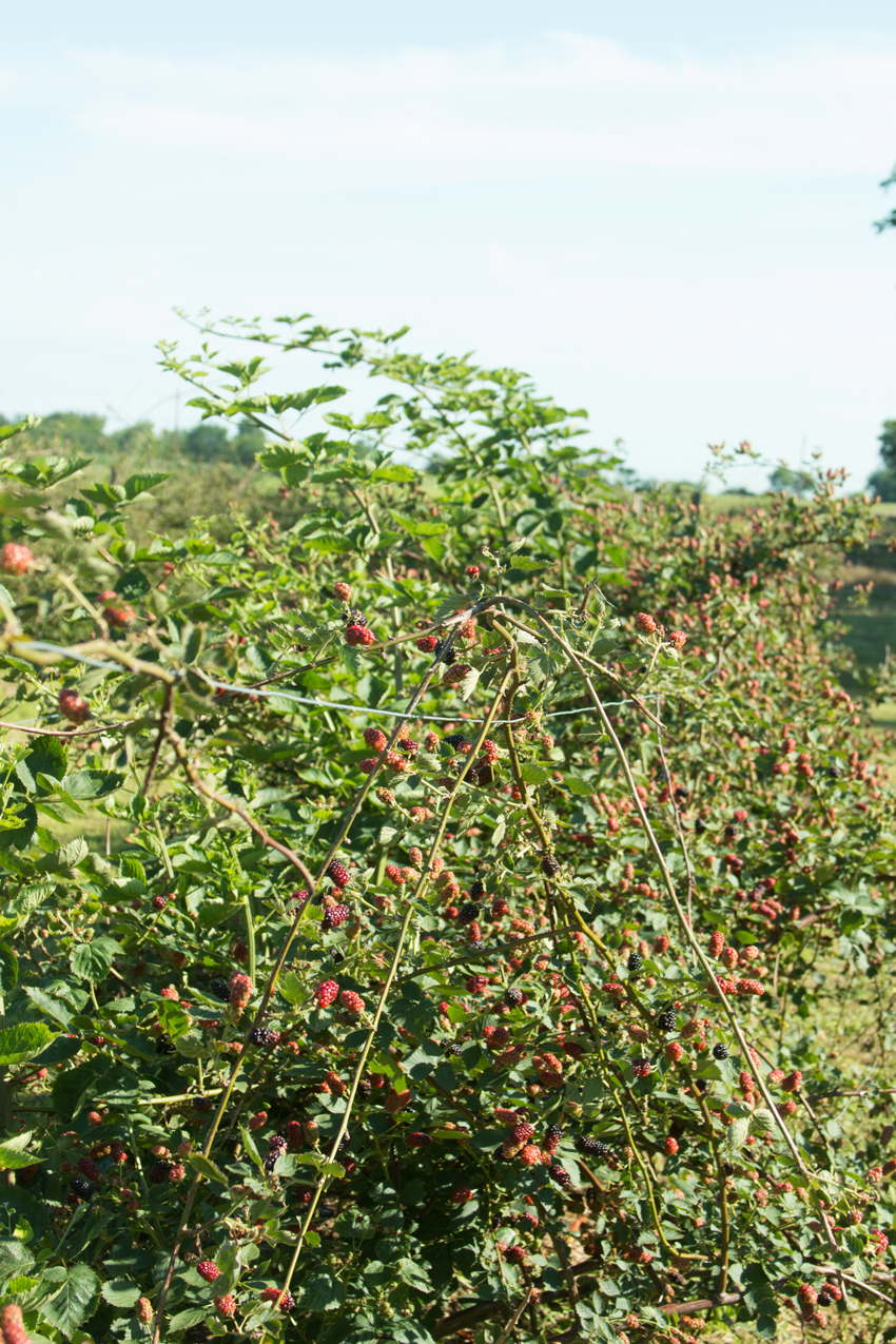 Image of Thunderbird Berry Farm Trip