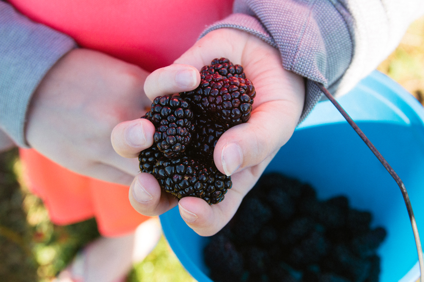 Image of Thunderbird Berry Farm Trip