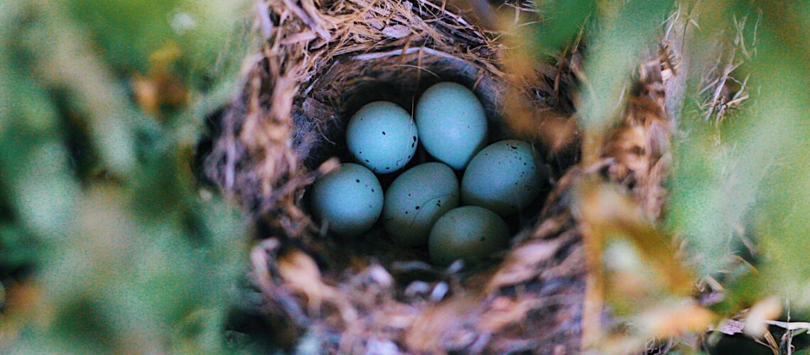 image of blue baby bird eggs